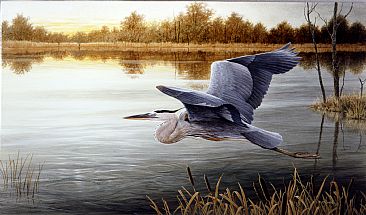 Early Morning Flight - Great Blue Heron by Ron Orlando